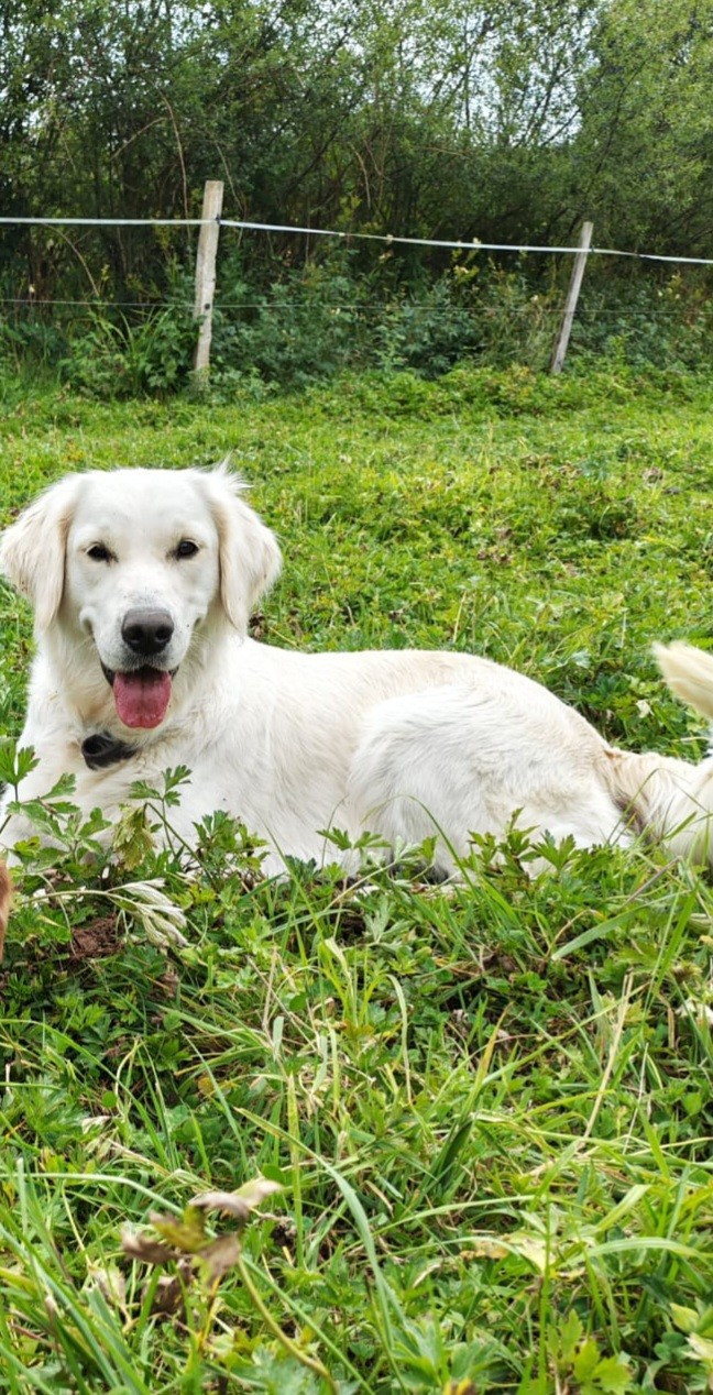 vacuna  Des Blancs Moutons
