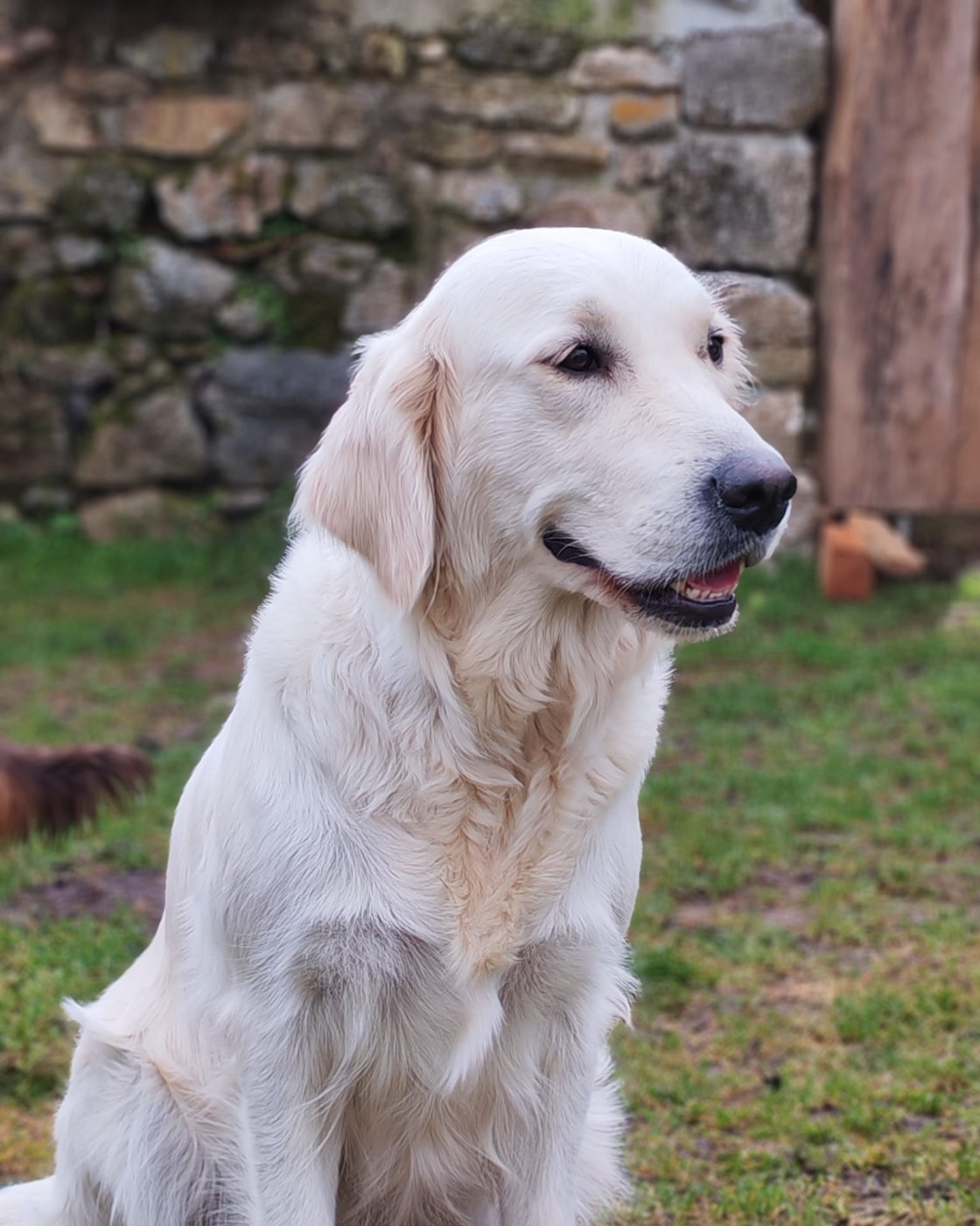 Vacuna  Des Blancs Moutons