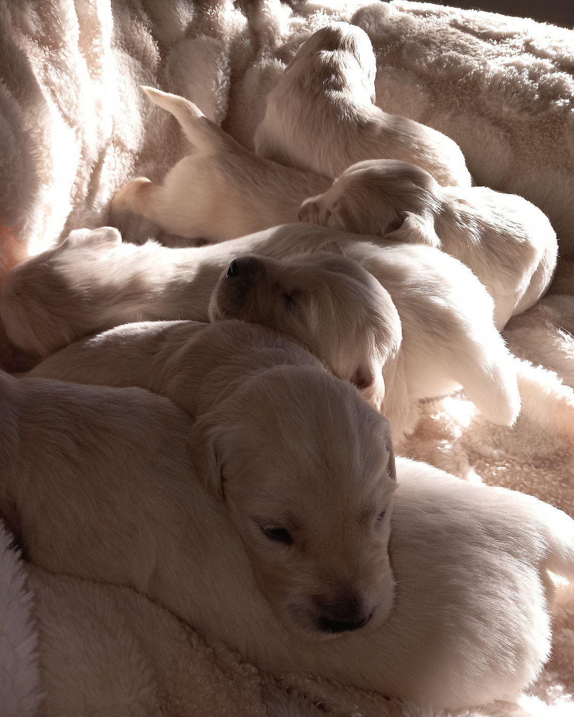 Lucie Gardette - Chiots disponibles - Golden Retriever